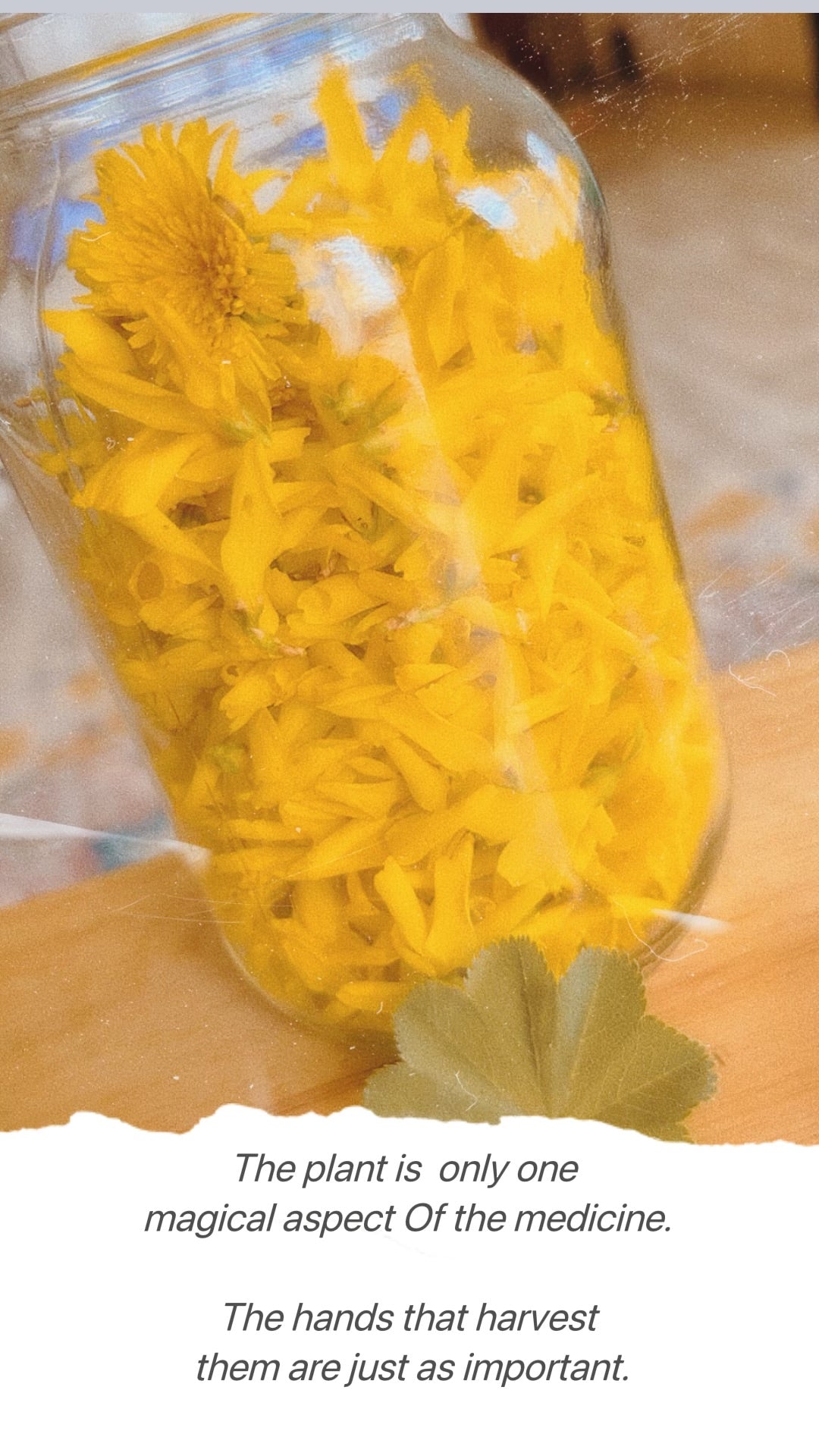 Alchemy Flora Aprilis Flower Syrup