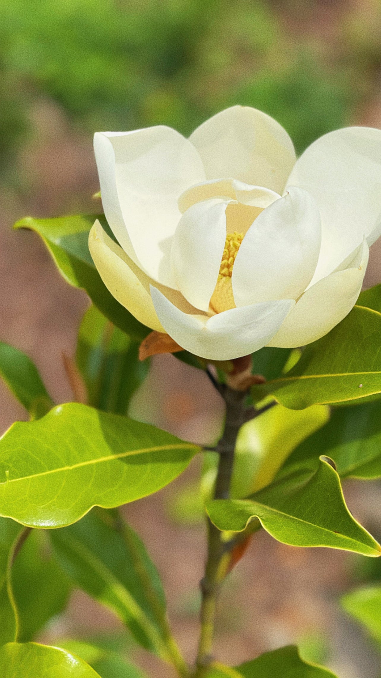 Magnolia Blossom Flower Syrup