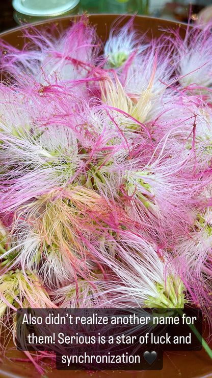 Orange Mimosa Flower Syrup